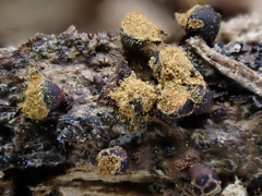 Trichia botrytis