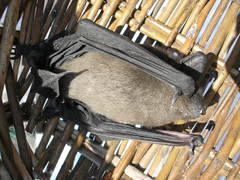 Eptesicus serotinus