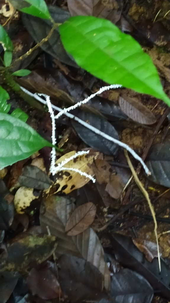 Brunneocorticium corynecarpon · January 2022 · photo: © guillaume_delaitre (iNaturalist, cc-by)
