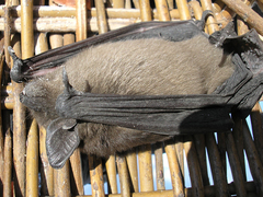 Eptesicus serotinus