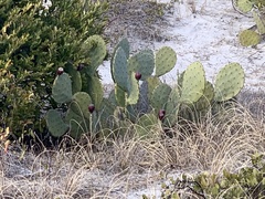 Opuntia tunoidea