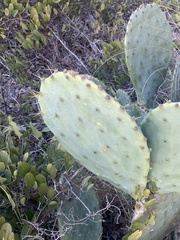 Opuntia tunoidea