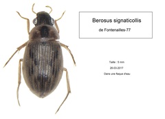 Berosus signaticollis