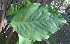 Magnolia acuminata