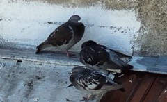 Columba livia domestica