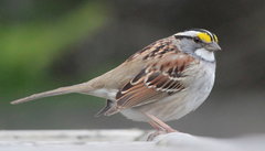 Media resource of Zonotrichia albicollis