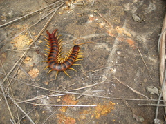 Scolopendra viridicornis