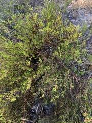 Polygonum dentoceras