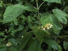 Fischeria