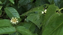Fischeria