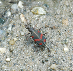 Cicindela sommeri