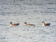 Anser serrirostris rossicus