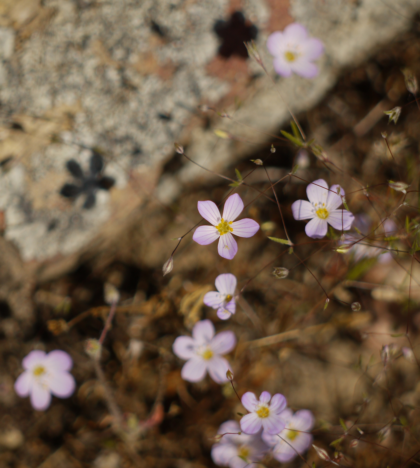 Leptosiphon liniflorus
