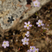 Flax-flowered Linanthus - Photo (c) randomtruth, some rights reserved (CC BY-NC-SA)