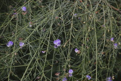 Psoralea verrucosa