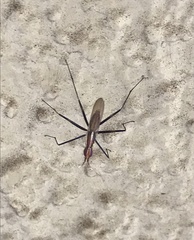 Telostylinus lineolatus