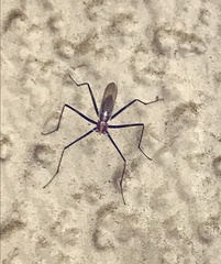 Telostylinus lineolatus