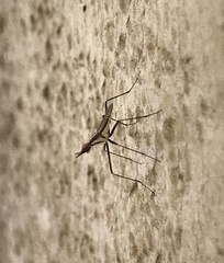 Telostylinus lineolatus