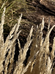 Calamagrostis × acutiflora