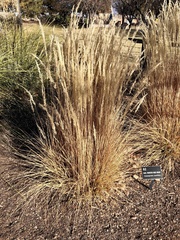 Calamagrostis × acutiflora