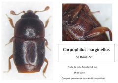 Carpophilus marginellus