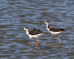 Himantopus mexicanus melanurus