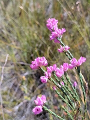 Erica vogelpoelii