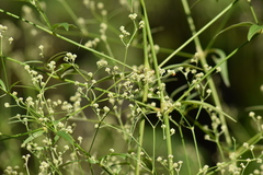 Pfaffia glomerata
