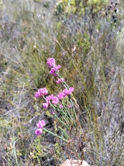 Erica vogelpoelii