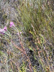 Erica vogelpoelii