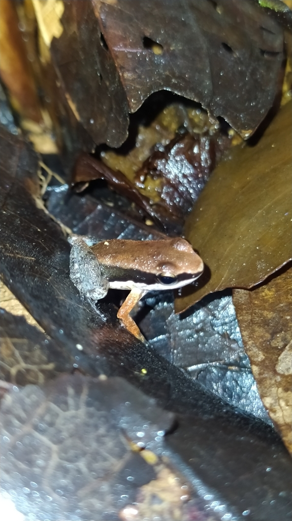 Black-flanked Poison Frog