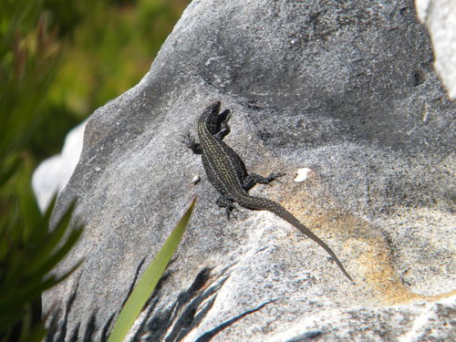 Cape Mountain Lizard, Tropidosaura gularis