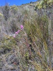 Erica vogelpoelii
