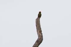 Aratinga auricapillus