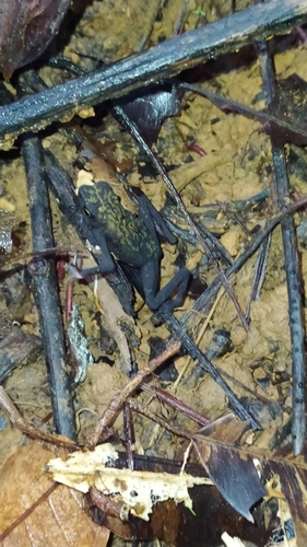 Purple Harlequin Toad, Atelopus barbotini