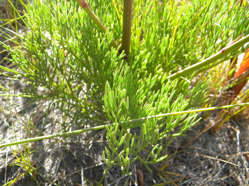 Image of Nanobubon strictum by no rights reserved