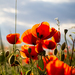 Papaver rhoeas - Photo (c) floriankreppel,  זכויות יוצרים חלקיות (CC BY-NC), uploaded by floriankreppel
