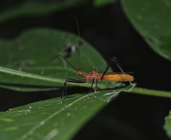 Ricolla quadrispinosa