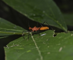 Ricolla quadrispinosa