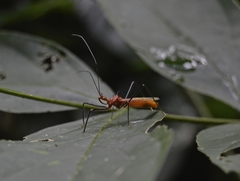 Ricolla quadrispinosa