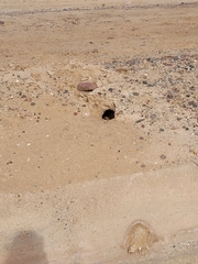 Athene cunicularia