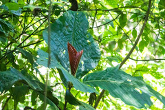 Pentagonia donnell-smithii