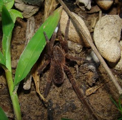 Ancylometes concolor