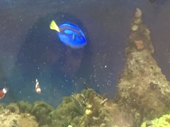 Paracanthurus