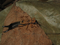 Pygidicraninae