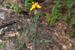 Trimezia juncifolia