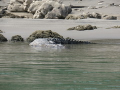 Crocodylus moreletii