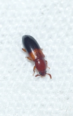 Corticeus bicolor