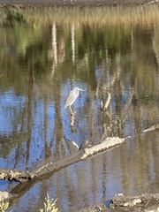 Egretta tricolor image