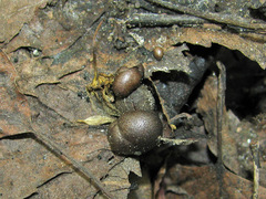 Lycogala epidendrum terrestre